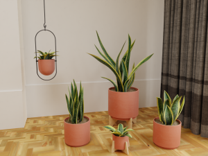 Snake Plants collection plants vol 01 3D Model