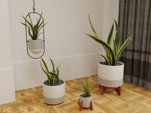 Snake Plants collection plants vol 01 3D Model