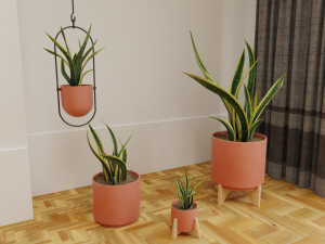 Snake Plants collection plants vol 01 3D Model