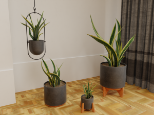 Snake Plants collection plants vol 01 3D Model