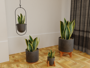 Snake Plants collection plants vol 01 3D Model