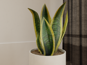 Snake Plants collection plants vol 01 3D Model