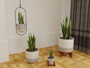 Snake Plants collection plants vol 01 3D Model