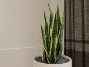 Snake Plants collection plants vol 01 3D Model