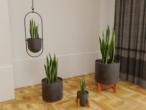 Snake Plants collection plants vol 01 3D Model