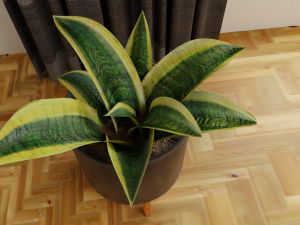 Snake Plants collection plants vol 01 3D Model