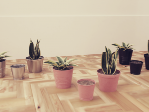 Plants Pots Collection Vol 03 3D Model