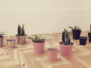 Plants Pots Collection Vol 03 3D Model