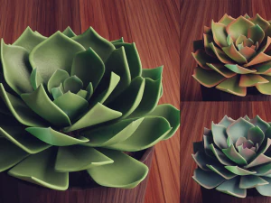 Collection of Succulent Plants Plants Vol 03 3D Model