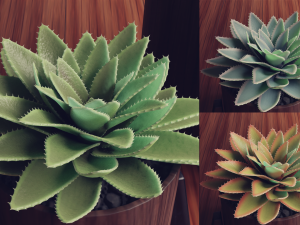 Collection of Succulent Plants Plants Vol 03 3D 모델