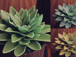 Collection of Succulent Plants Plants Vol 03 3D Model