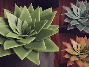 Collection of Succulent Plants Plants Vol 03 3D Model