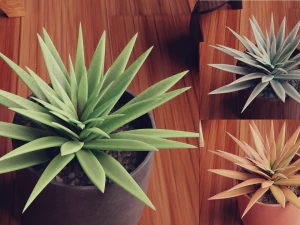 Collection of Succulent Plants Plants Vol 03 3D Model