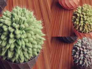 Collection of Succulent Plants Plants Vol 03 3D Model