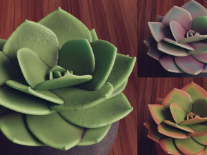 Collection of Succulent Plants Plants Vol 03 3D Model