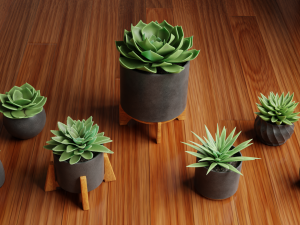 Collection of Succulent Plants Plants Vol 03 3D 모델