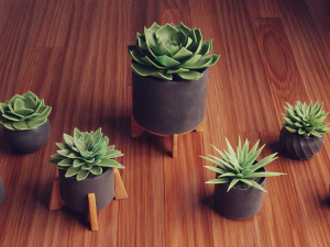 Collection of Succulent Plants Plants Vol 03 3D Model