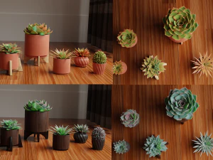 Collection of Succulent Plants Plants Vol 03 3D Model