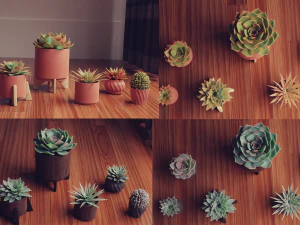 Collection of Succulent Plants Plants Vol 03 3D Model