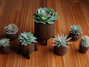 Collection of Succulent Plants Plants Vol 03 3D Model