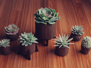 Collection of Succulent Plants Plants Vol 03 3D 모델