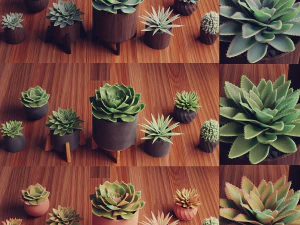 Collection of Succulent Plants Plants Vol 03 3D Model