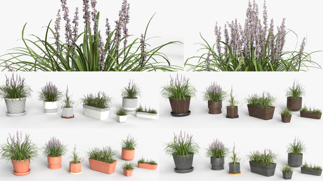 Collection of Liriope grass Plants Vol 05 3D Модель .c4d .max .obj .3ds .fbx .stl .blend 