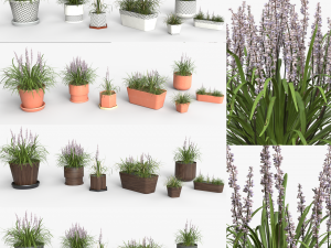 Collection of Liriope grass Plants Vol 05 3D Модель