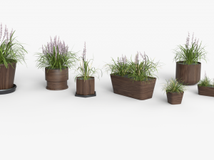 Collection of Liriope grass Plants Vol 05 3D Модель