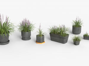 Collection of Liriope grass Plants Vol 05 3D Модель