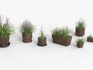 Collection of Liriope grass Plants Vol 05 3D Модель