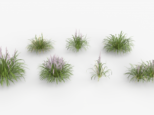 Collection of Liriope grass Plants Vol 05 3D Модель