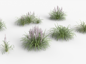 Collection of Liriope grass Plants Vol 05 3D Модель