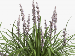 Collection of Liriope grass Plants Vol 05 3D Модель