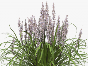 Collection of Liriope grass Plants Vol 05 3D Модель