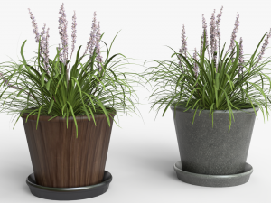 Collection of Liriope grass Plants Vol 05 3D Модель