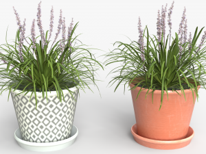 Collection of Liriope grass Plants Vol 05 3D Модель