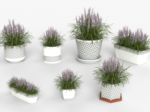 Collection of Liriope grass Plants Vol 05 3D Модель