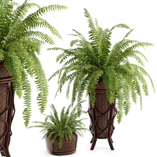 Boston Fern 3D 模型 .c4d .max .obj .3ds .fbx .stl .blend 