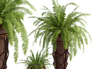 Boston Fern 3D Model