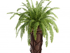 Boston Fern 3D 模型