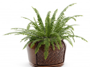 Boston Fern 3D 模型