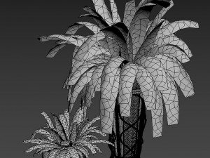 Boston Fern 3D 模型