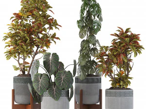 Коллекция комнатных растений 05 3D Модель