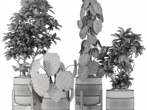 Indoor Plant Collection 05 3D Модель