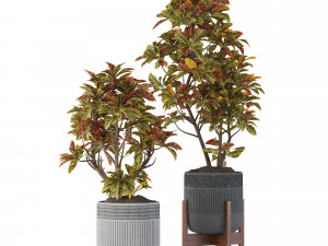 Indoor Plant Collection 05 3D Модель