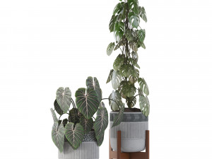 Indoor Plant Collection 05 3D Модель