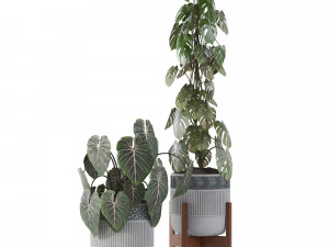 Indoor Plant Collection 05 3D Model
