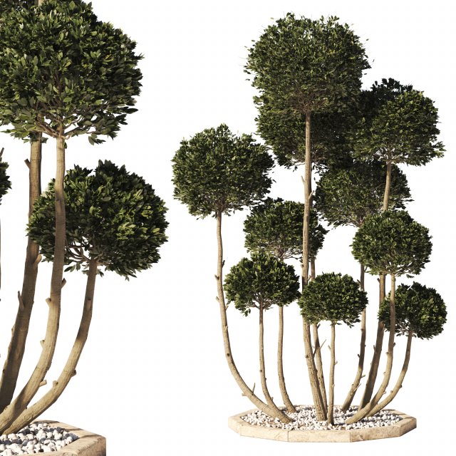 Garden Tree 02 3D Модель .c4d .max .obj .3ds .fbx .stl .blend 