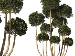 Gartenbaum 02 3D Modell